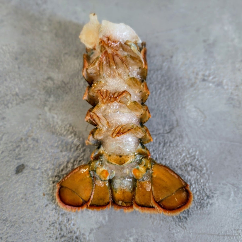 Lobster Tail MSC - Seafood Direct UK