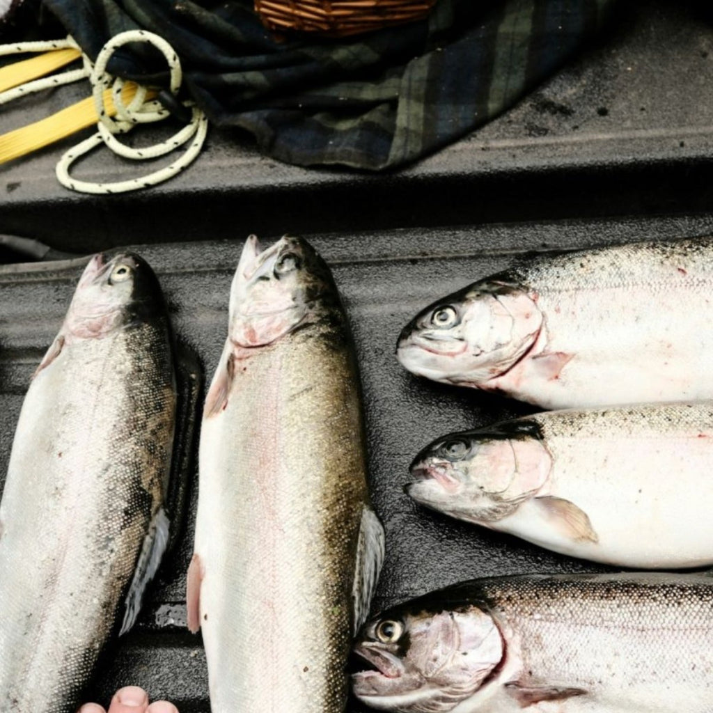 Rainbow Trout (Whole Gutted) - Seafood Direct UK