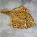 Whole Plaice - Seafood Direct UK